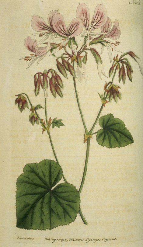 Pelargonium cordifolium - Curtis's Botanical