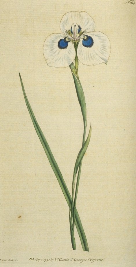 Moraea glaucopsis - Curtis's Botanical