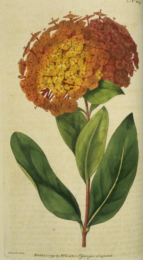 Ixora chinensis - Curtis's Botanical
