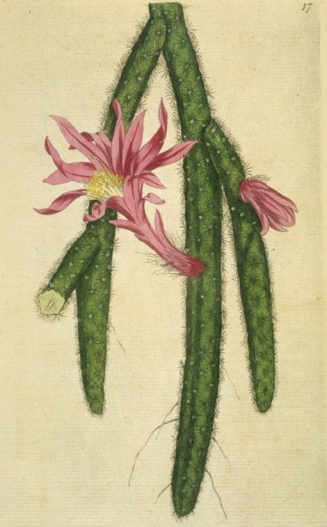 Aporocactus flagelliformis - Curtis's Botanical
