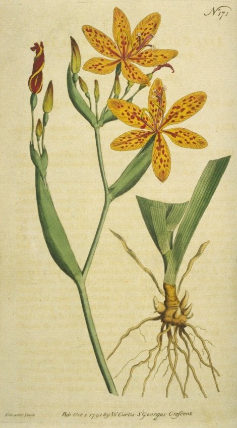 Belamcanda chinensis - Curtis's Botanical