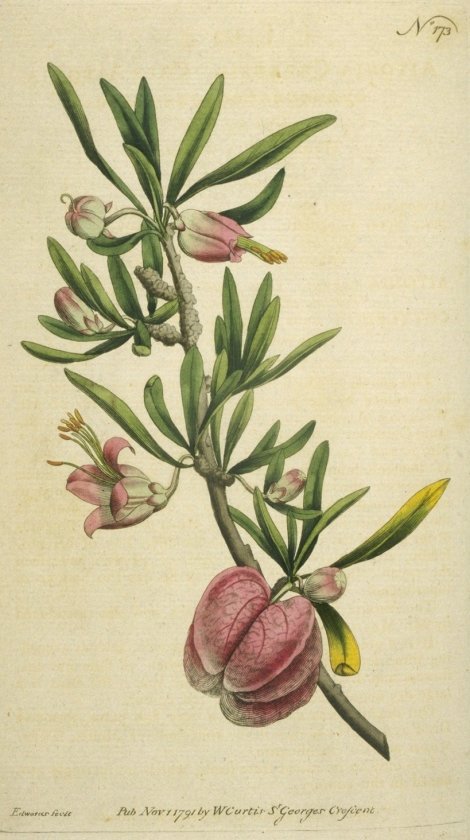 Nymania ca[emsos (Thunb.) Lindb. - Curtis's Botanical