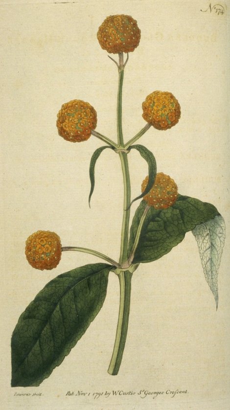 Buddleja globosa - Curtis's Botanical