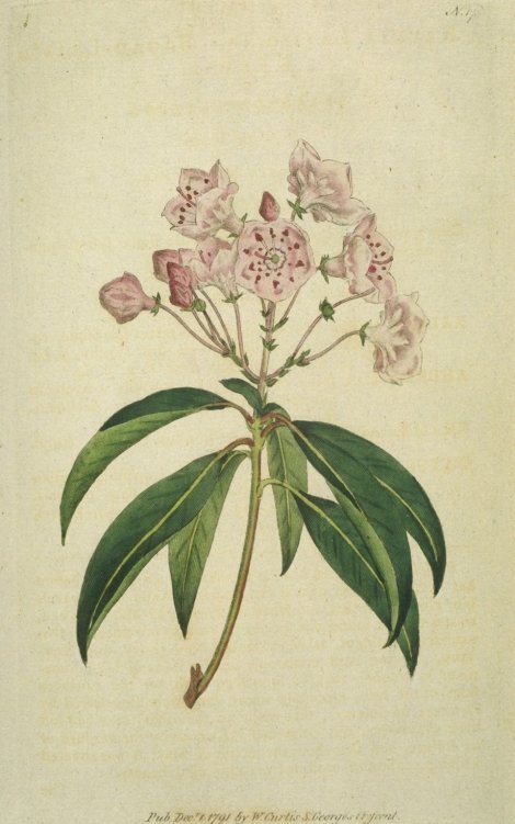 Kalmia latifolia - Curtis's Botanical