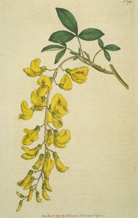 Laburnum alpinum - Curtis's Botanical