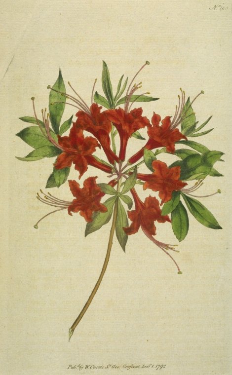Rhododendron calendir laceum - Curtis's Botanical