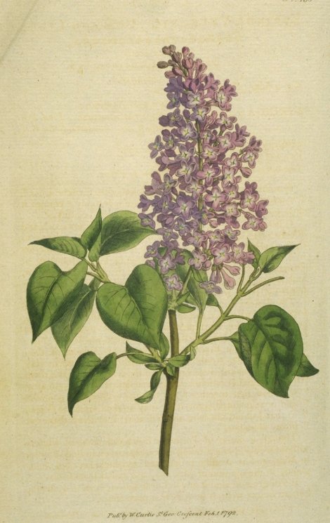 Syringa vulgaris - Curtis's Botanical