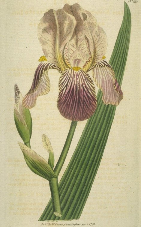 Iris sambucina - Curtis's Botanical
