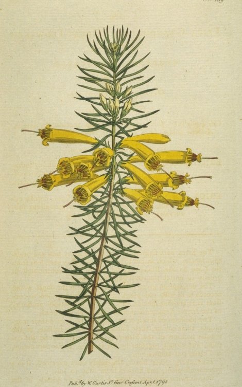 Erica grandiflora - Curtis's Botanical