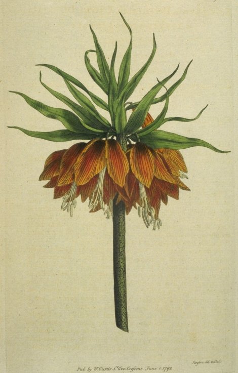 Fritillaria imperialis - Curtis's Botanical