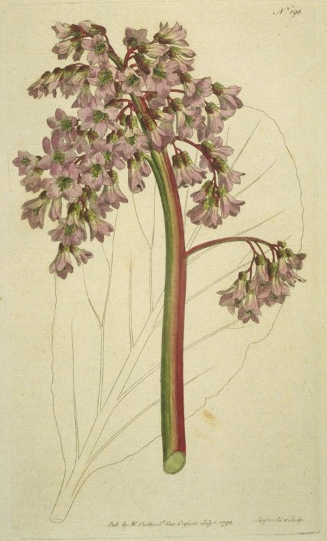 Bergenia crassifolia - Curtis's Botanical