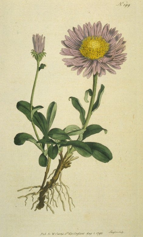 Aster alpinus - Curtis's Botanical