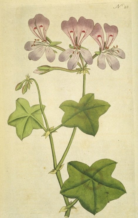 Pelargonium peltatum - Curtis's Botanical