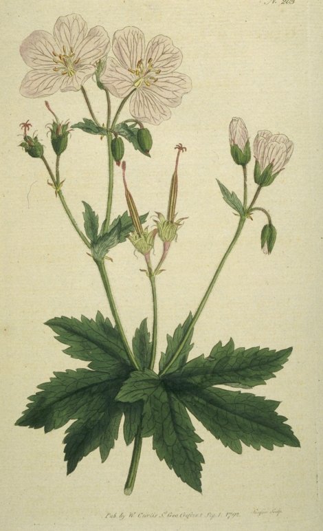 Geranium sylvaticum forma - Curtis's Botanical