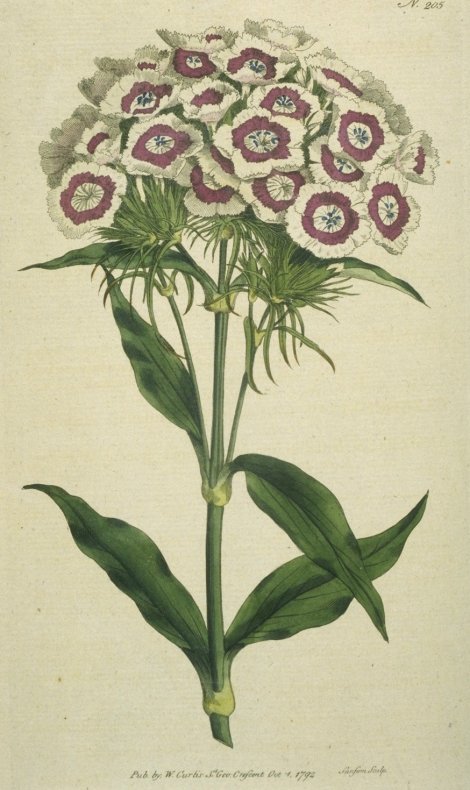 Dianthus barbatus - Curtis's Botanical