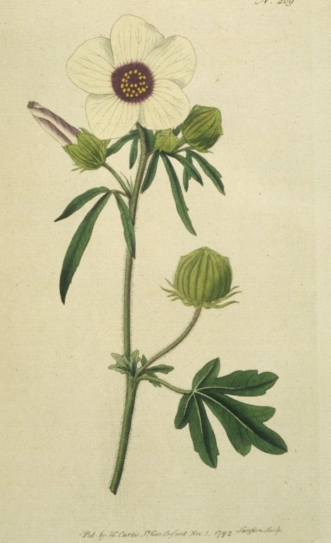 Hibiscus trionum - Curtis's Botanical