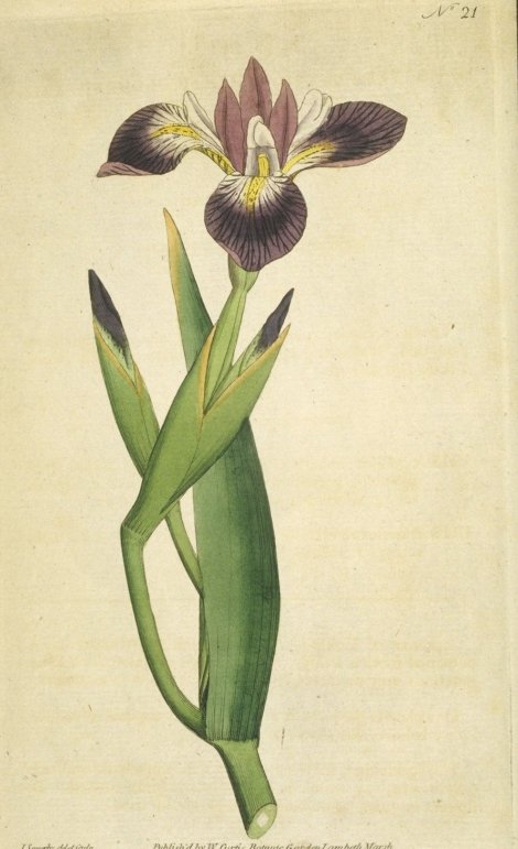 Iris versicolor - Curtis's Botanical