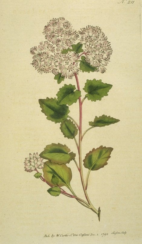 Hylotelephium populifolium - Curtis's Botanical