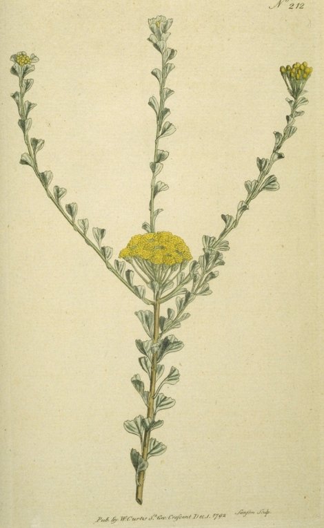 Tanacetum flabelliforme - Curtis's Botanical