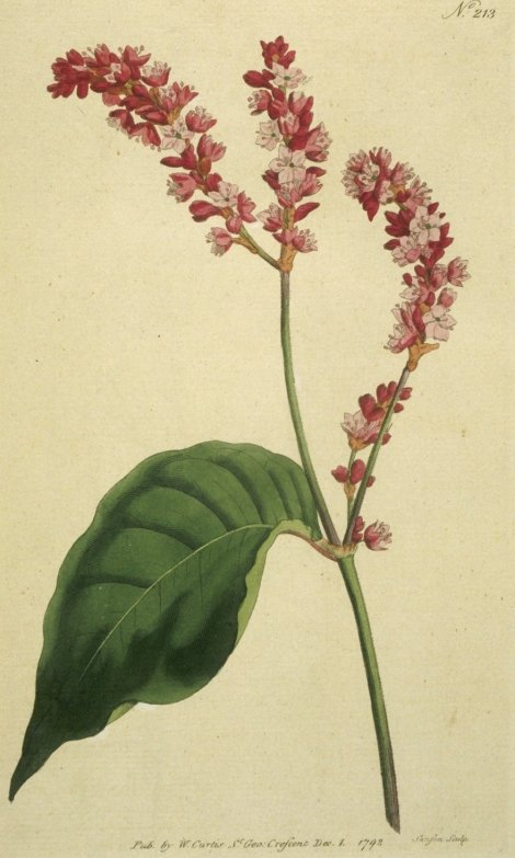 Polygonum orientale - Curtis's Botanical