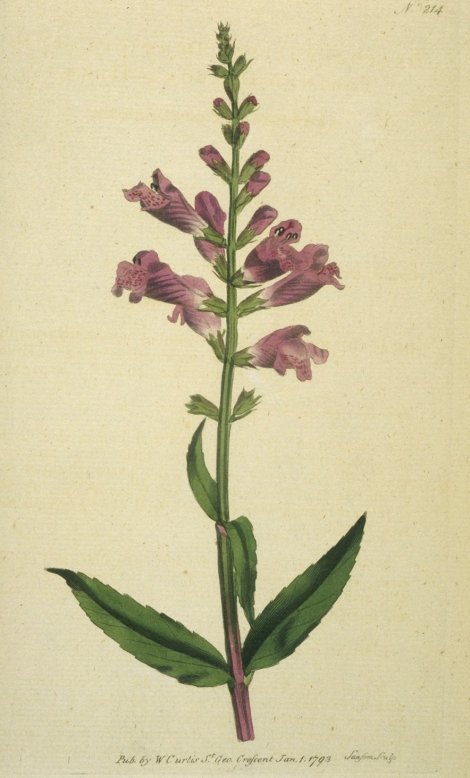 Dracocephalum denticulatum - Curtis's Botanical