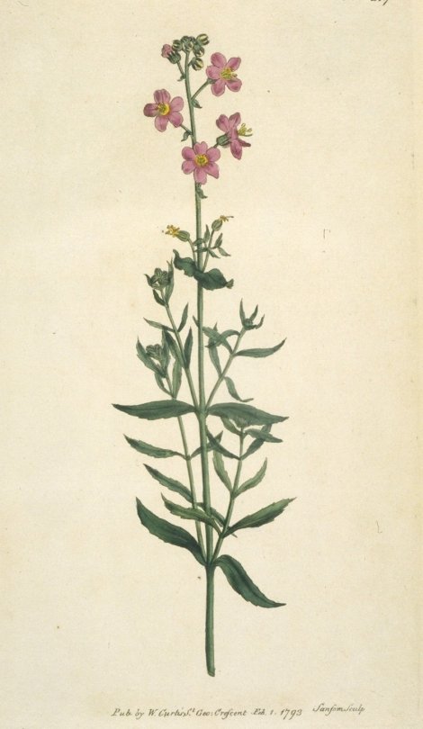Sphenandra viscosa - Curtis's Botanical