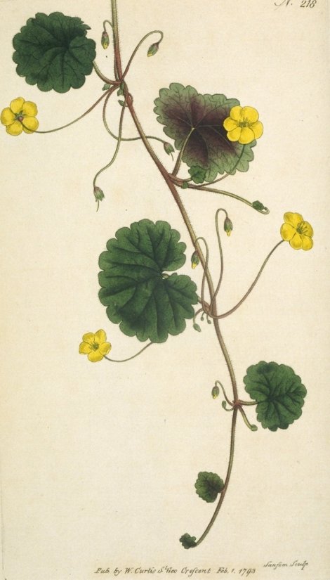 Disandra prostrata - Curtis's Botanical