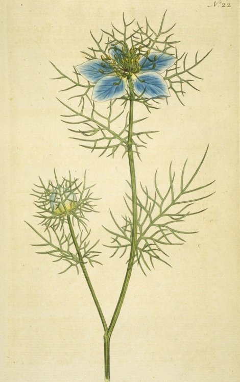 Nigella damascena - Curtis's Botanical