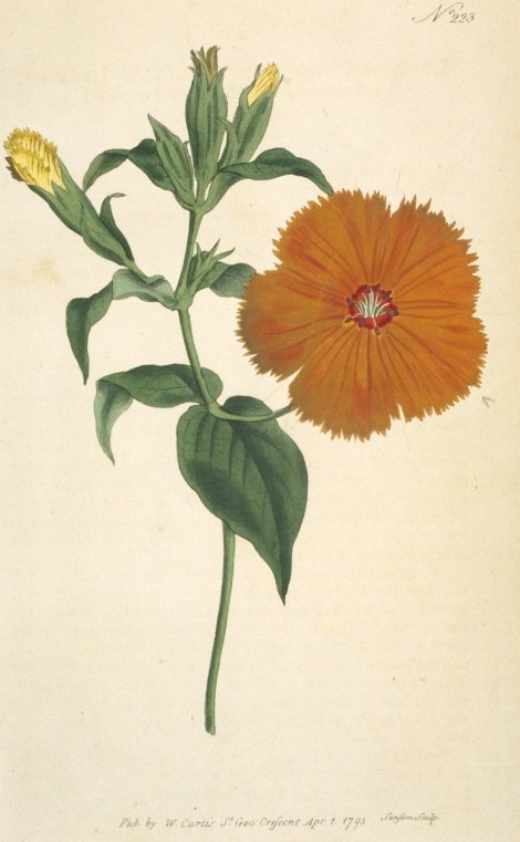Lychnis coronata - Curtis's Botanical