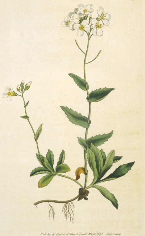 Arabis alpina - Curtis's Botanical