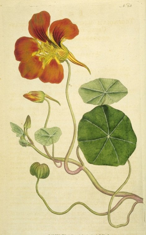 Tropaeolum majus - Curtis's Botanical