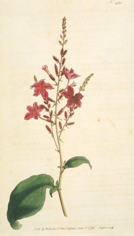 Plumbago rosea - Curtis's Botanical