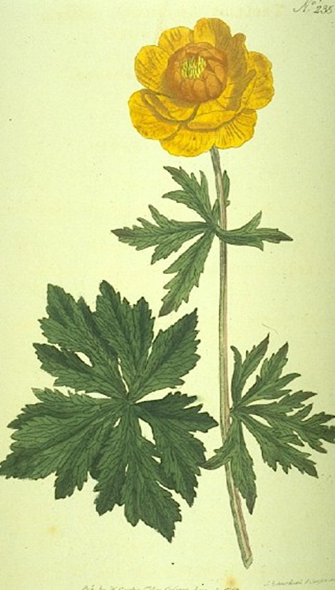 Trollius asiaticus - Curtis's Botanical