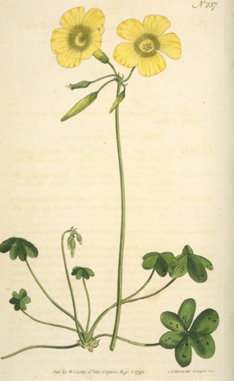 Oxalis cernua - Curtis's Botanical