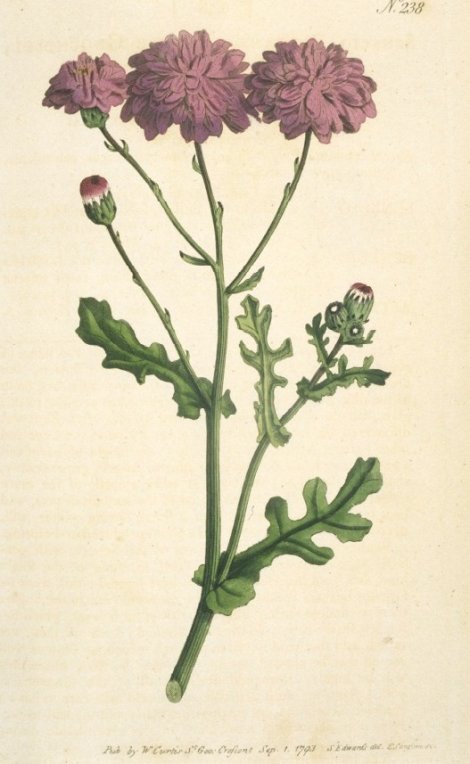 Senecio elegans - Curtis's Botanical