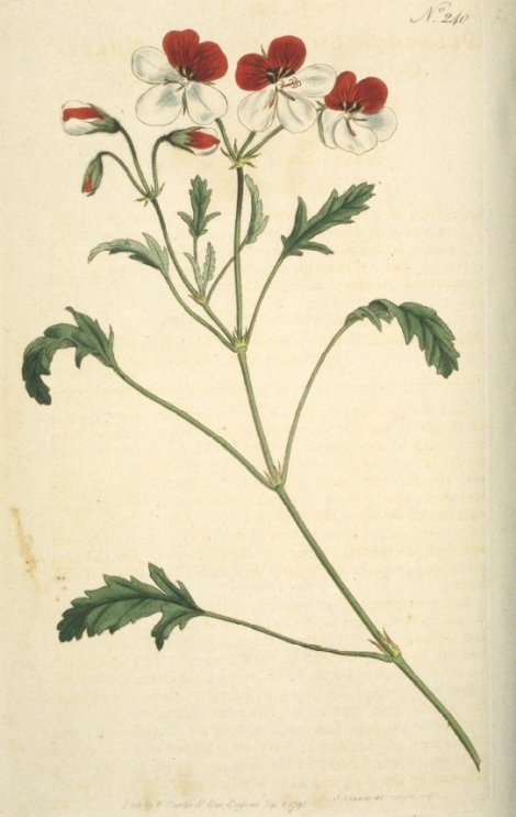 Pelargonium tricolor - Curtis's Botanical