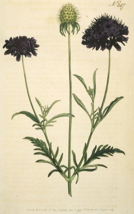 Scabiosa atropurpurea - Curtis's Botanical