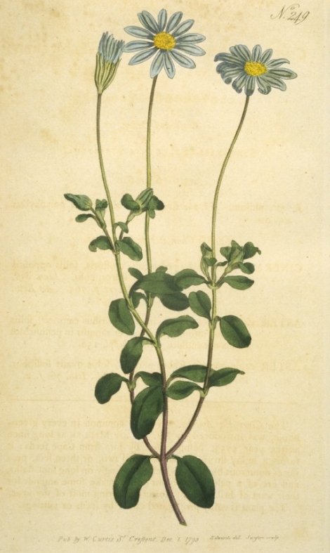 Aster capensis - Curtis's Botanical