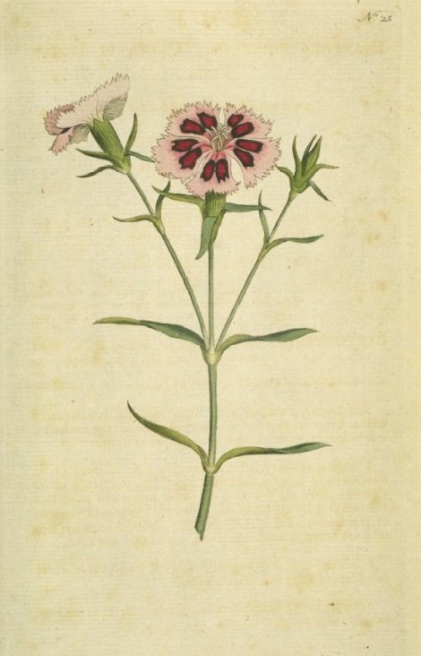 Dianthus chinensis - Curtis's Botanical