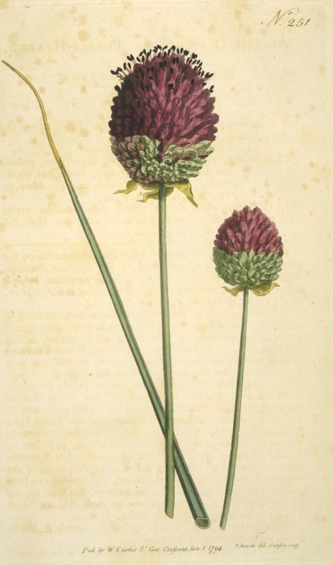 Allium descendens - Curtis's Botanical