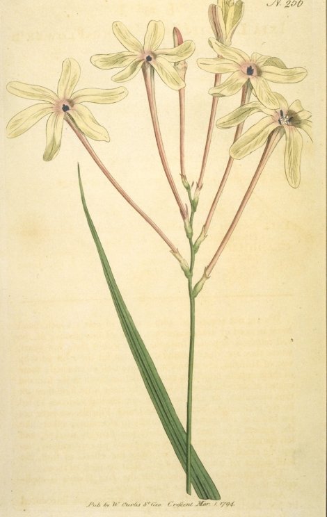 Ixia paniculata - Curtis's Botanical