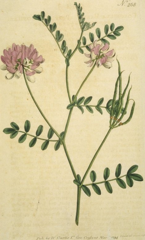 Coronilla varia - Curtis's Botanical