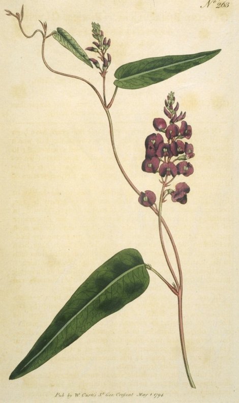 Hardenbergia violacea - Curtis's Botanical