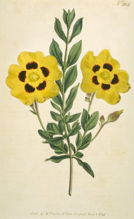 Halimium lasianthum - Curtis's Botanical