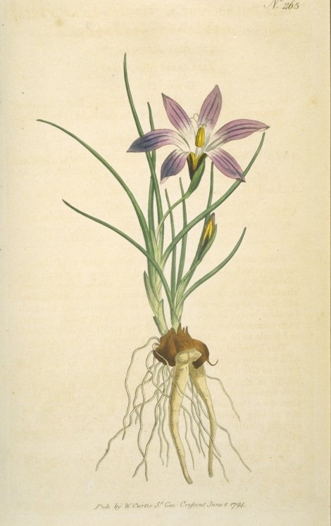 Romulea bulbocodium - Curtis's Botanical