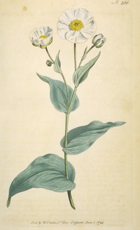 Ranunculus amplexicaulis - Curtis's Botanical