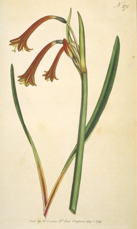 Cyrtanthus angustifolius - Curtis's Botanical