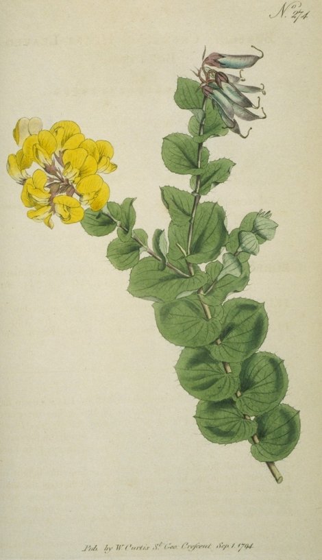 Borbonia crenata - Curtis's Botanical