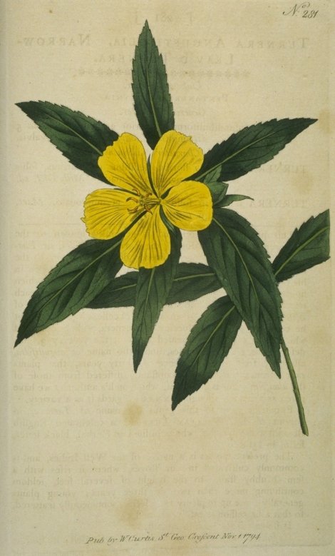 Turnera ulmifolia angustifolia - Curtis's Botanical