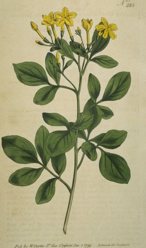 Jasminum odoratissimum - Curtis's Botanical